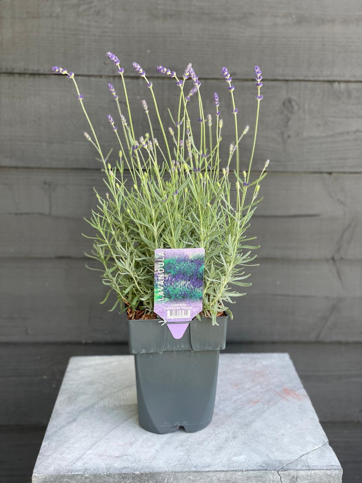 Tikroji levanda (Lot Lavandula ang.) 'Hidcote' C2/P17 30/+ CM | LEVANDOS | SMILGOS - VARPINIAI AUGALAI
