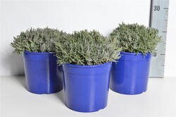 Tikroji levanda (Lot Lavandula ang.) 'Hidcote' C2,5/P18 | LEVANDOS | DAUGIAMETĖS GĖLĖS