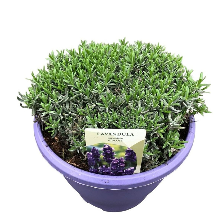 Tikroji levanda (Lot Lavandula ang.) 'Hidcote' C7,5/P26