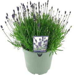 Tikroji levanda (Lot Lavandula ang.) 'Hidcote' C7,5/P26 - nuotrauka 2