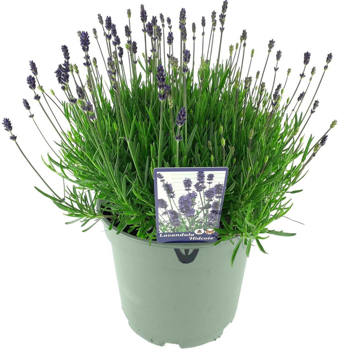 Tikroji levanda (Lot Lavandula ang.) 'Hidcote' C7,5/P26