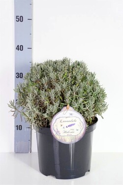 Tikroji levanda (Lot Lavandula ang.) 'Hidcote' C5/P23 30 CM BALL - nuotrauka 1