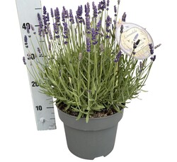 Tikroji levanda (Lot Lavandula ang.) 'Hidcote' C5/P23 30 CM BALL - nuotrauka 2