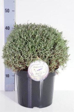 Tikroji levanda (Lot Lavandula ang.) 'Hidcote' 30-35 CM BALL C7,5/P26