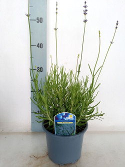Tikroji levanda (Lot Lavandula ang.) 'Munstead' C1/P13