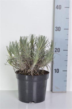 Tikroji levanda (Lot Lavandula ang.) 'Munstead' C1,5/P15 15-20 CM