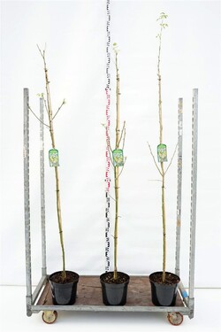 Pupmedis paprastasis (Lot Laburnum anagyroides)  C7,5/P26 175-200 CM