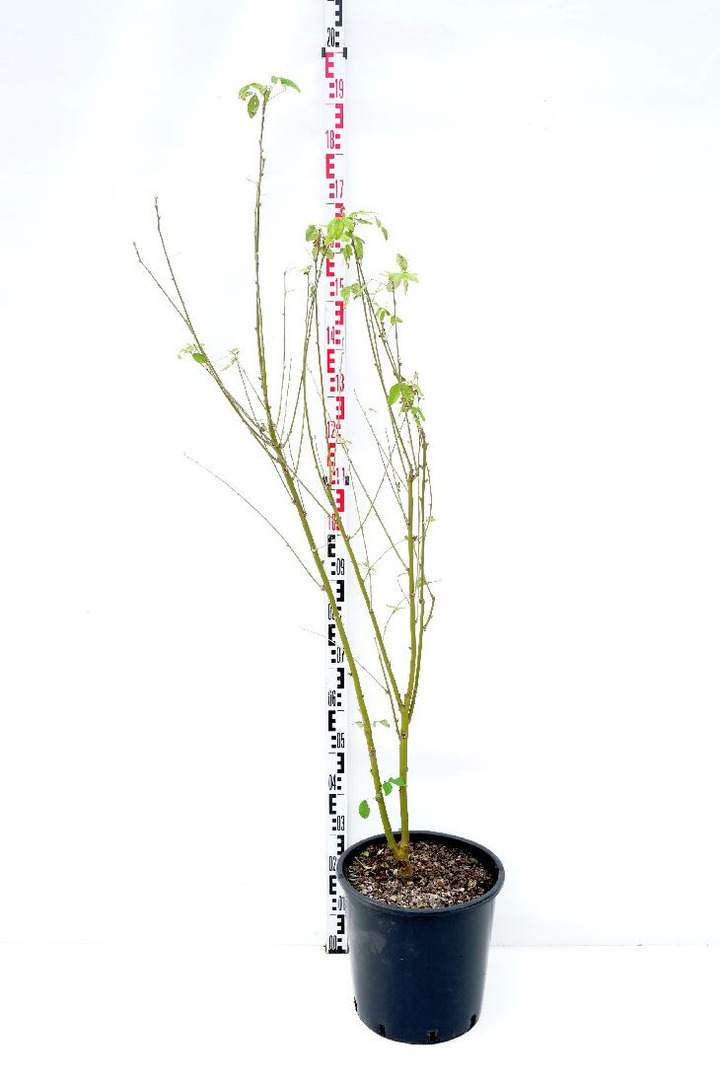Pupmedis paprastasis (Lot Laburnum anagyroides) C25 125/+ CM
