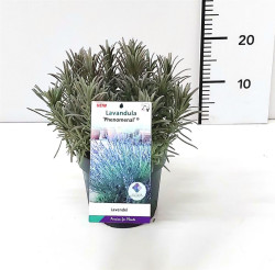 Tikroji levanda (Lot Lavandula int.) 'Phenomenal' C2/P17 | LEVANDOS | DAUGIAMETĖS GĖLĖS