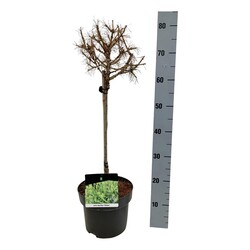 Maumedis europinis (Lot Larix dec.) 'Globus' C5/P23 STIEBAS 40 CM - nuotrauka 1