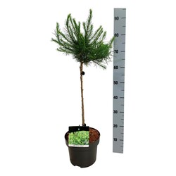 Maumedis europinis (Lot Larix dec.) 'Globus' C5/P23 STIEBAS 40 CM - nuotrauka 2