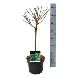 Maumedis europinis (Lot Larix dec.) 'Kornik' C5/P23 STIEBAS 40 CM - nuotrauka 1