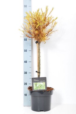Maumedis europinis (Lot Larix dec.) 'Kornik' C5/P23 STIEBAS 40 CM - nuotrauka 2