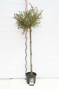 Maumedis europinis (Lot Larix dec.) 'Kornik' C10 KOTAS 120 CM | MAUMEDŽIAI | SPYGLIUOČIAI