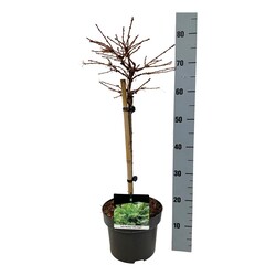 Maumedis europinis (Lot Larix dec.) 'Little Bogle' C5/P23 STIEBAS 40 CM - nuotrauka 1