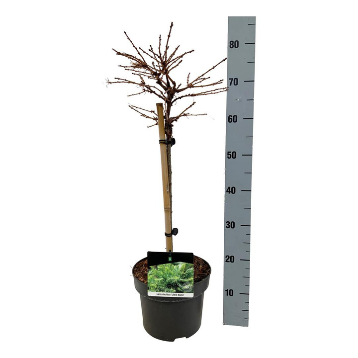 Maumedis europinis (Lot Larix dec.) 'Little Bogle' C5/P23 STIEBAS 40 CM