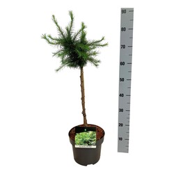 Maumedis europinis (Lot Larix dec.) 'Little Bogle' C5/P23 STIEBAS 40 CM - nuotrauka 2