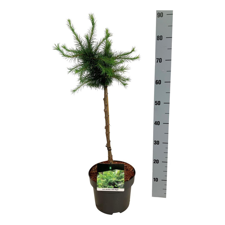 Maumedis europinis (Lot Larix dec.) 'Little Bogle' C5/P23 STIEBAS 40 CM