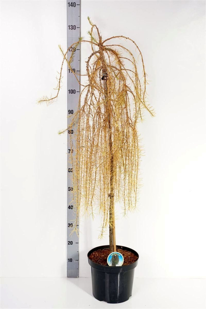 Maumedis europinis (Lot Larix dec.) 'Puli' C7,5/P26 STIEBAS 90 CM 2JR