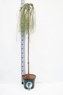 Maumedis europinis (Lot Larix dec.) 'Puli' C10 STIEBAS 150 CM