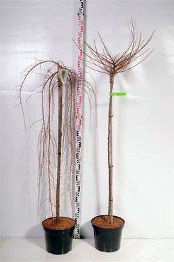 Maumedis MIX (Lot Larix in)  2x5 'Puli' & 'Stiff Weeper' C10 STIEBAS 120 CM