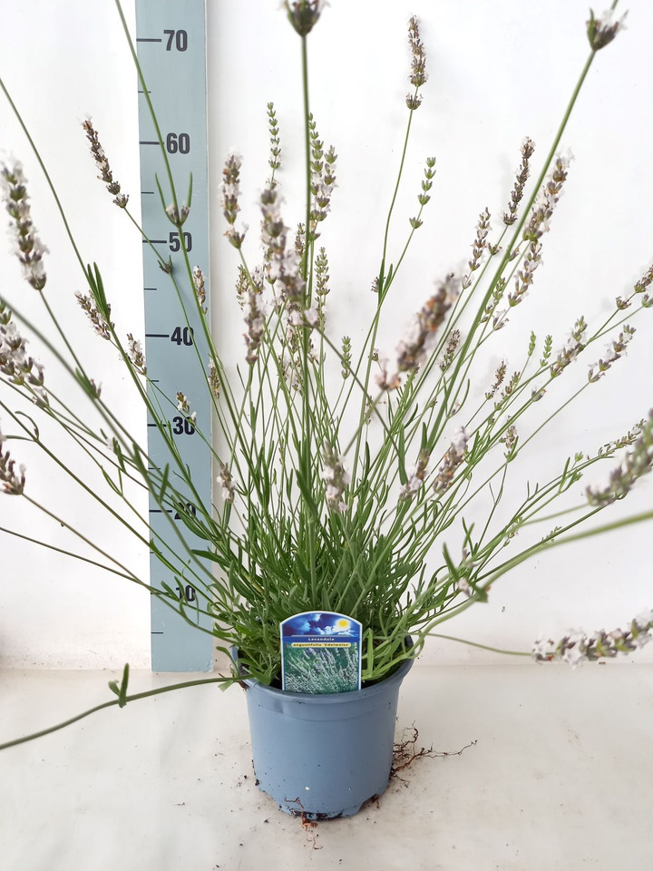 Tikroji levanda int. (Lot Lavandula int.) 'Edelweiss' C2/P17