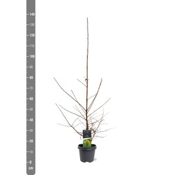Maumedis japoninis (Lot Larix kaempferi)  C5/P23 100-125 CM - nuotrauka 1