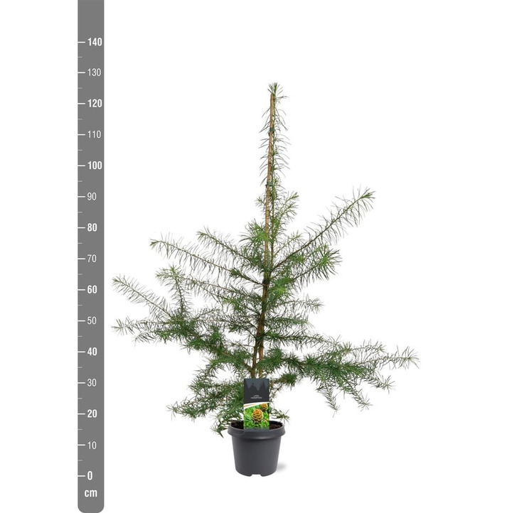 Maumedis japoninis (Lot Larix kaempferi) C5/P23 100-125 CM | MAUMEDŽIAI | SPYGLIUOČIAI