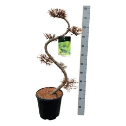 Maumedis japoninis (Lot Larix kaempferi)  BONSAI 80/+ CM C15 - nuotrauka 1