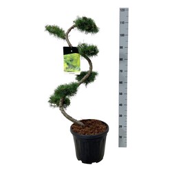 Maumedis japoninis (Lot Larix kaempferi)  BONSAI 80/+ CM C15 - nuotrauka 2