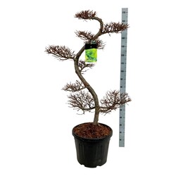 Maumedis japoninis (Lot Larix kaempferi)  BONSAI 125/+ CM C55 - nuotrauka 1