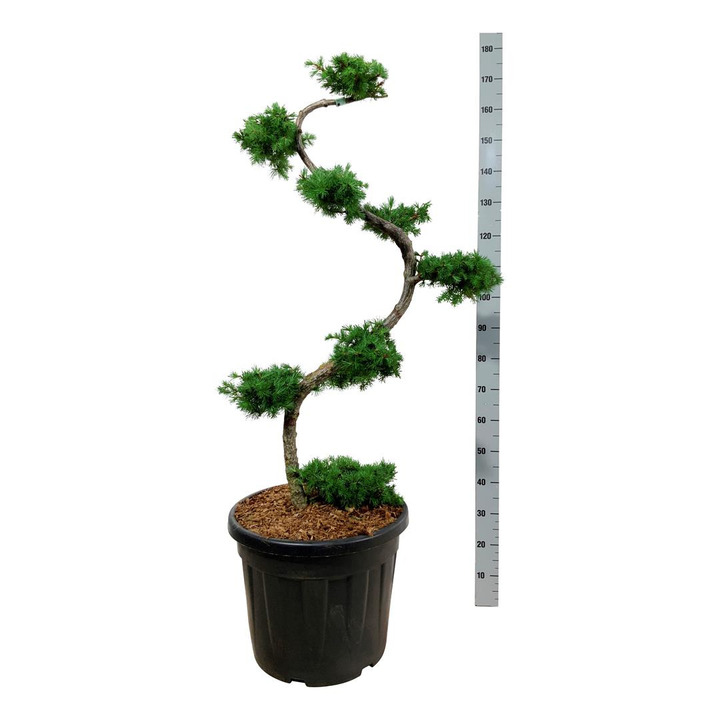 Maumedis japoninis (Lot Larix kaempferi)  BONSAI 125/+ CM C55