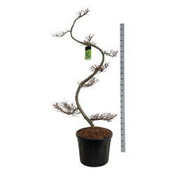 Maumedis japoninis (Lot Larix kaempferi)  BONSAI 175/+ P60/C90 - nuotrauka 1