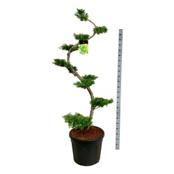 Maumedis japoninis (Lot Larix kaempferi)  BONSAI 175/+ P60/C90 - nuotrauka 2