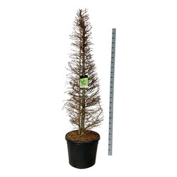 Maumedis japoninis (Lot Larix kaempferi)  175-200 CM CONE C90 - nuotrauka 1