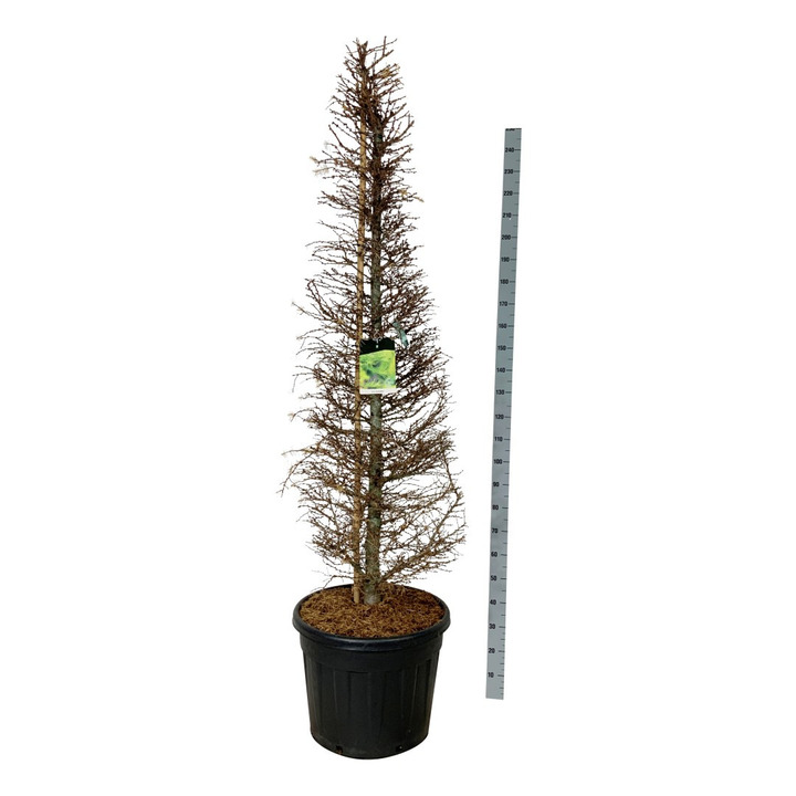 Maumedis japoninis (Lot Larix kaempferi) 175-200 CM C90 | MAUMEDŽIAI | SPYGLIUOČIAI