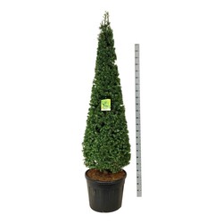 Maumedis japoninis (Lot Larix kaempferi)  175-200 CM CONE C90 - nuotrauka 2
