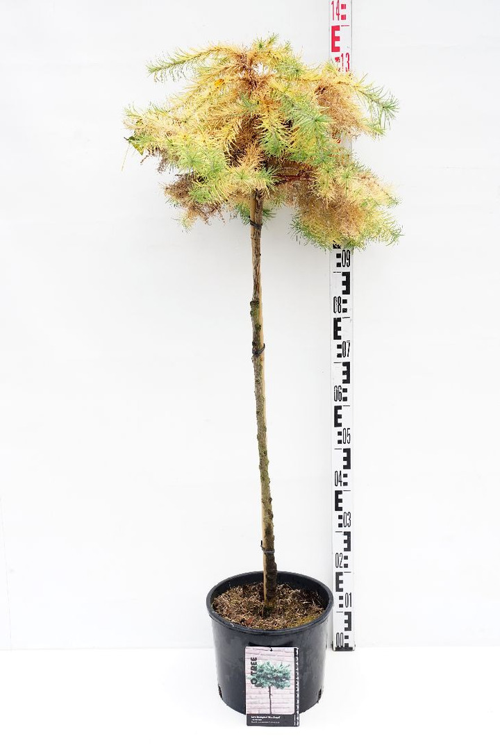Maumedis japoninis (Lot Larix kaempf.) 'Blue Ball' C10 KOTAS 90 CM | MAUMEDŽIAI | SPYGLIUOČIAI