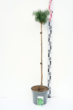 Maumedis japoninis (Lot Larix kaempf.) 'Blue Dwarf' C5/P23 STIEBAS 80 CM