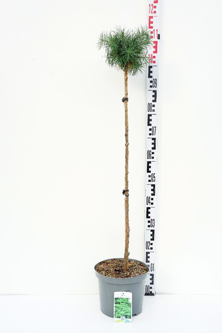 Maumedis japoninis (Lot Larix kaempf.) 'Blue Dwarf' C5/P23 STIEBAS 80 CM