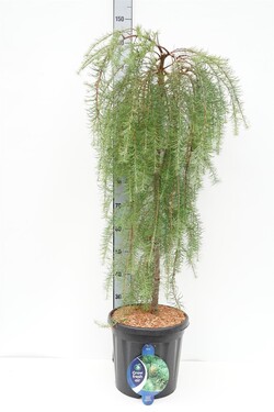 Maumedis japoninis (Lot Larix kaempf.) 'Boring Weeper' C18 STIEBAS 90 CM