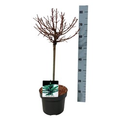 Maumedis japoninis (Lot Larix kaempf.) 'Grey Pearl' C5/P23 STIEBAS 40 CM - nuotrauka 1
