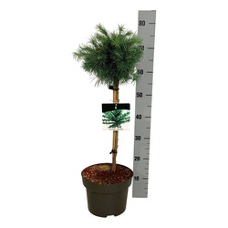 Maumedis japoninis (Lot Larix kaempf.) 'Grey Pearl' C5/P23 STIEBAS 40 CM - nuotrauka 2