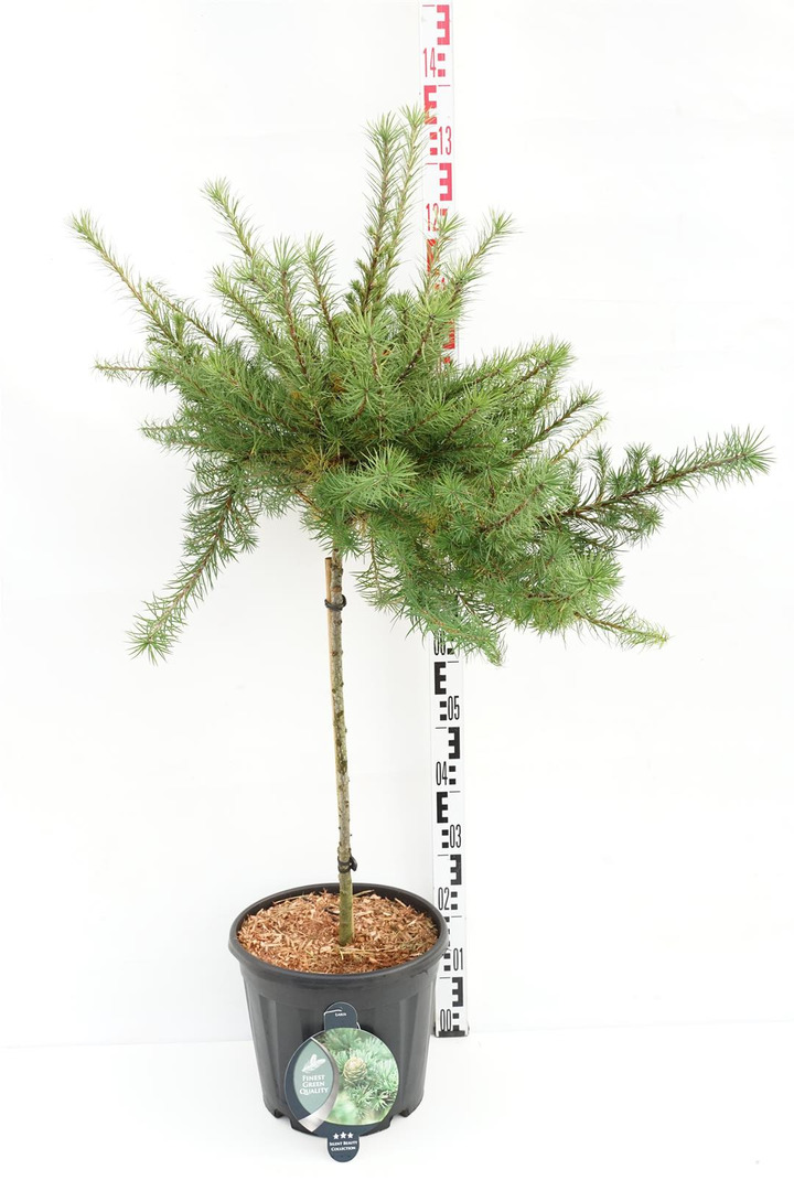 Maumedis japoninis (Lot Larix kaempf.) 'Grey Pearl' C13 KOTAS 60 CM | MAUMEDŽIAI | SPYGLIUOČIAI