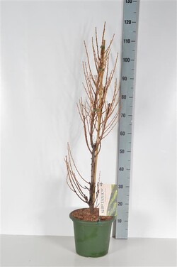 Maumedis japoninis (Lot Larix kaempf.) 'Jakobsen's Pyramid' C5/P23 60-80 CM - nuotrauka 2