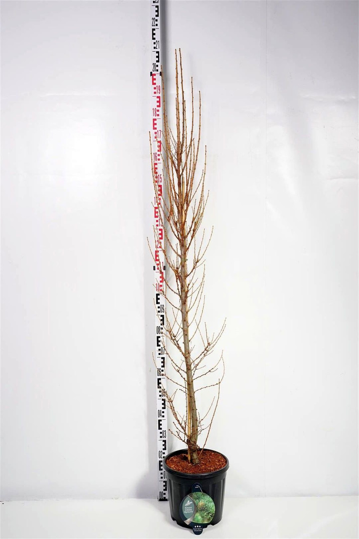 Maumedis japoninis (Lot Larix kaempf.) 'Jakobsen's Pyramid' C13 100-125 CM | MAUMEDŽIAI | SPYGLIUOČIAI