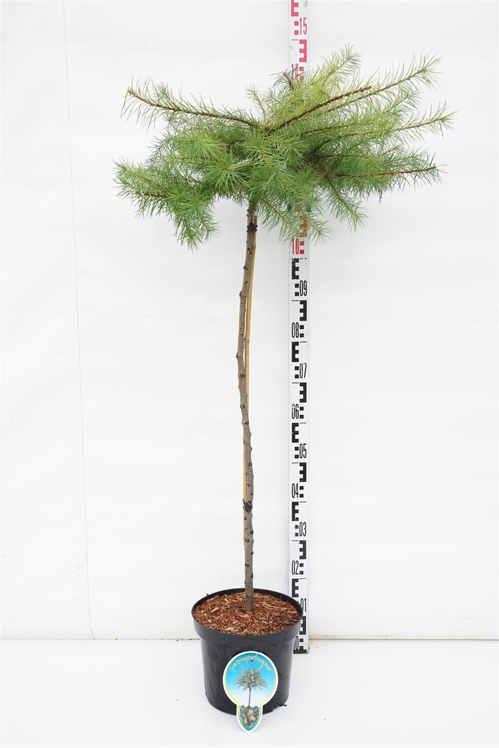Maumedis japoninis (Lot Larix kaempf.) 'Magic Gold' C7,5/P26 STIEBAS 90 CM 2JR