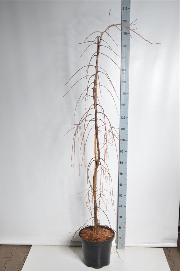 Maumedis japoninis (Lot Larix kaempf.) 'Stiff Weeper' C12 125-150 CM