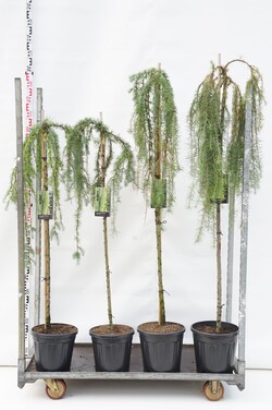 Maumedis japoninis MIX (Lot Larix kaempf.) 'Stiff Weeper'  2x3 180 CM STIEBAS  & 150 CM STIEBAS  & 1x12 120 CM STIEBAS