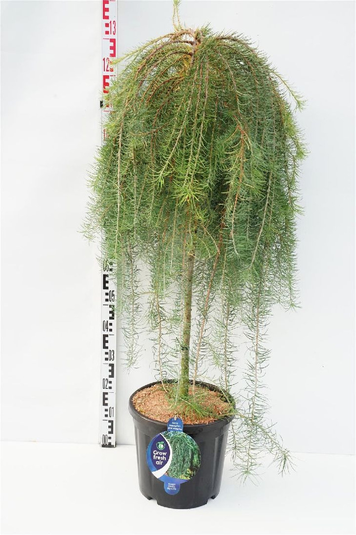 Maumedis japoninis (Lot Larix kaempf.) 'Stiff Weeper' C18 KOTAS 90 CM | MAUMEDŽIAI | SPYGLIUOČIAI